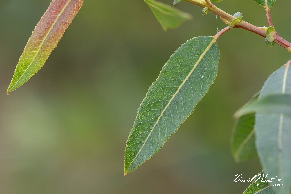 David Plant Photography - Wildlife Photography - Almond willow - B.jpg - Almond willow, Salix triandra - Gloucestershire