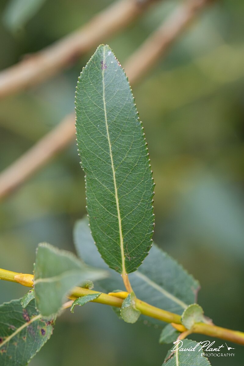 David Plant Photography - Wildlife Photography - Almond willow - D.jpg - Almond willow, Salix triandra - Gloucestershire