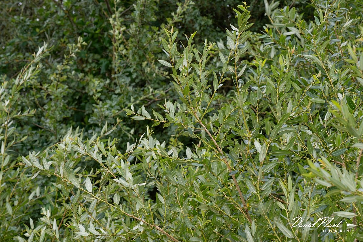 David Plant Photography - Wildlife Photography - Almond willow - E.jpg - Almond willow, Salix triandra - Gloucestershire