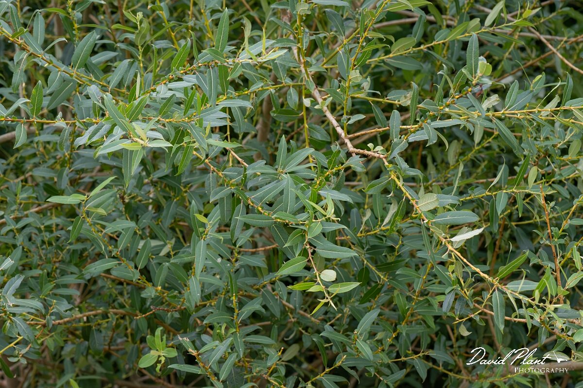David Plant Photography - Wildlife Photography - Almond willow - F.jpg - Almond willow, Salix triandra - Gloucestershire