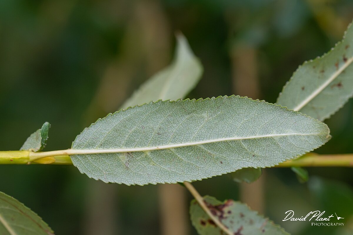 David Plant Photography - Wildlife Photography - Almond willow - G.jpg - Almond willow, Salix triandra - Gloucestershire