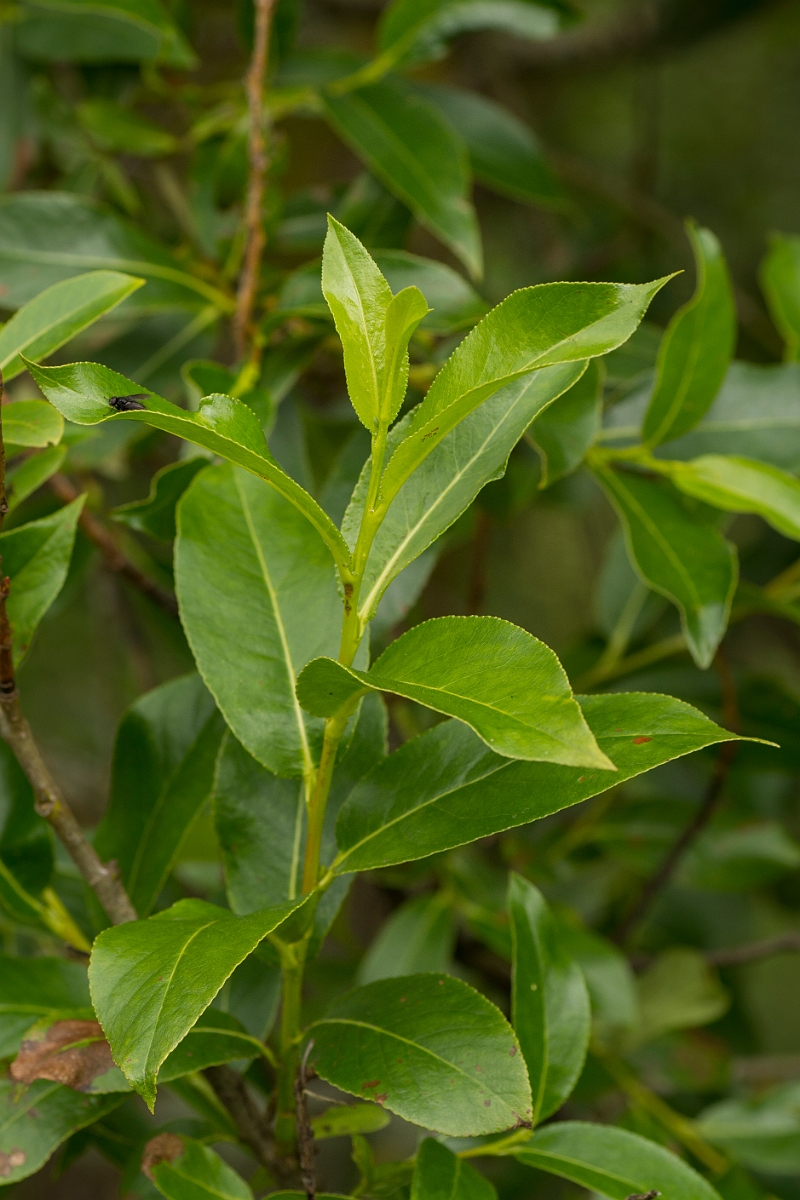 David Plant Photography - Wildlife Photography - Bay willow - A.jpg - Bay willow leaves - Ayrshire