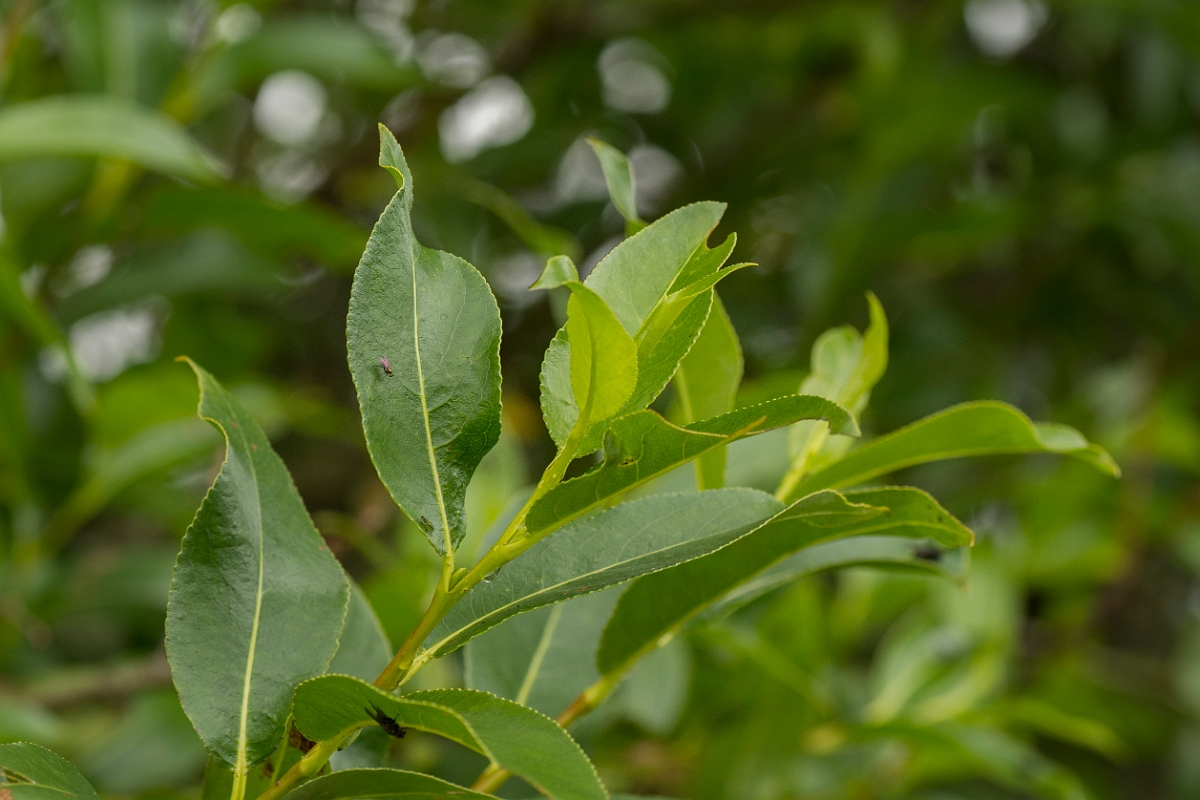 David Plant Photography - Wildlife Photography - Bay willow - B.jpg - Bay willow leaves - Ayrshire