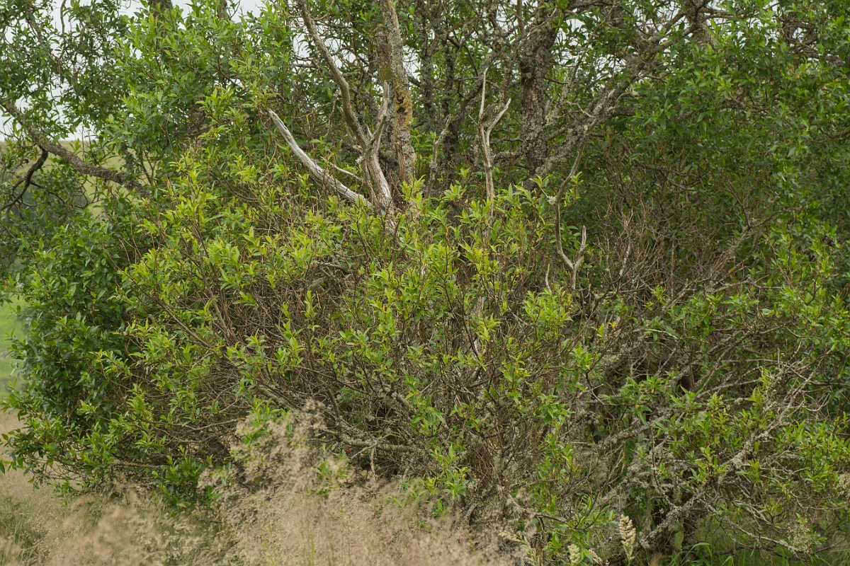 David Plant Photography - Wildlife Photography - Bay willow - C.jpg - Bay willow tree - Ayrshire