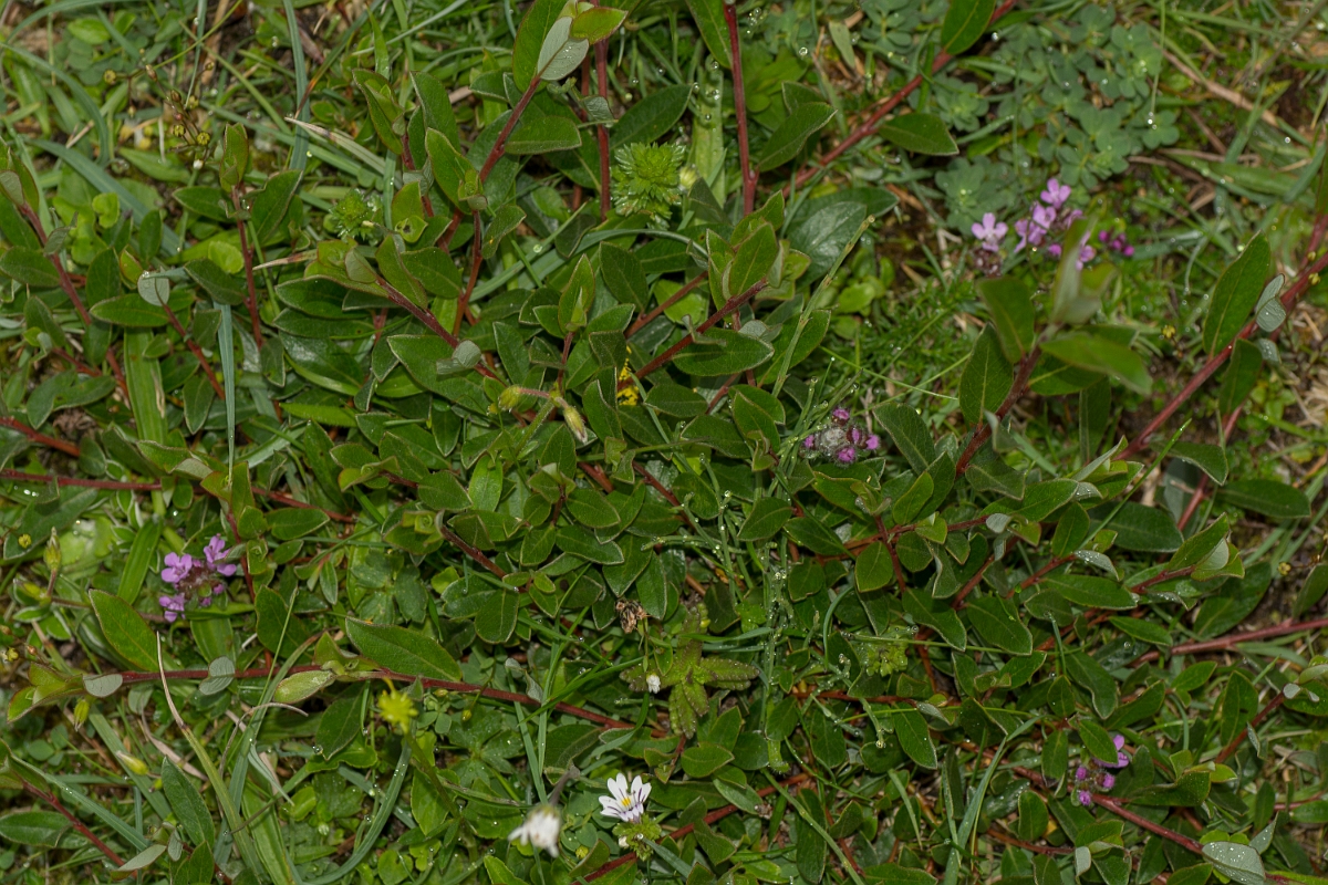 David Plant Photography - Wildlife Photography - Creeping willow - C.jpg - Creeping willow - Caithness