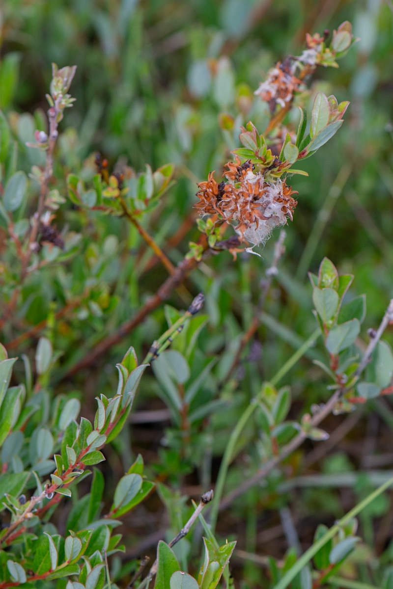 David Plant Photography - Wildlife Photography - Creeping willow - D.JPG - Creeping willow - Bridgend