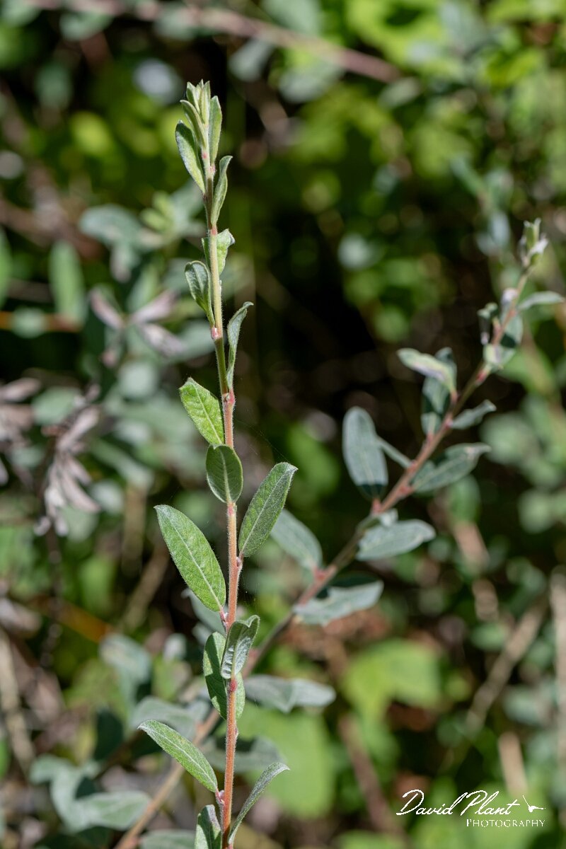 David Plant Photography - Wildlife Photography - Creeping willow - F.jpg - Creeping willow, Salix repens - Devon
