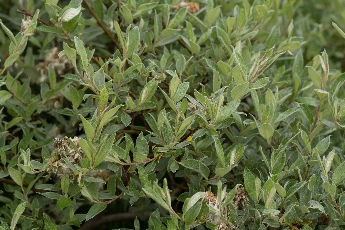 David Plant Photography - Wildlife Photography - Downy willow - A.jpg - Downy willow - Perthshire