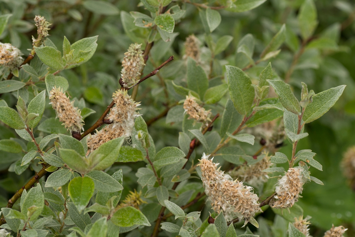 David Plant Photography - Wildlife Photography - Downy willow - B.jpg - Downy willow - Perthshire