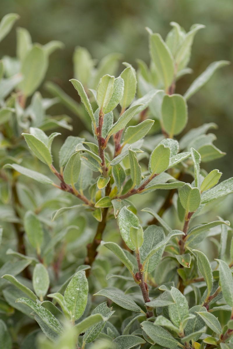 David Plant Photography - Wildlife Photography - Downy willow - D.jpg - Downy willow - Perthshire