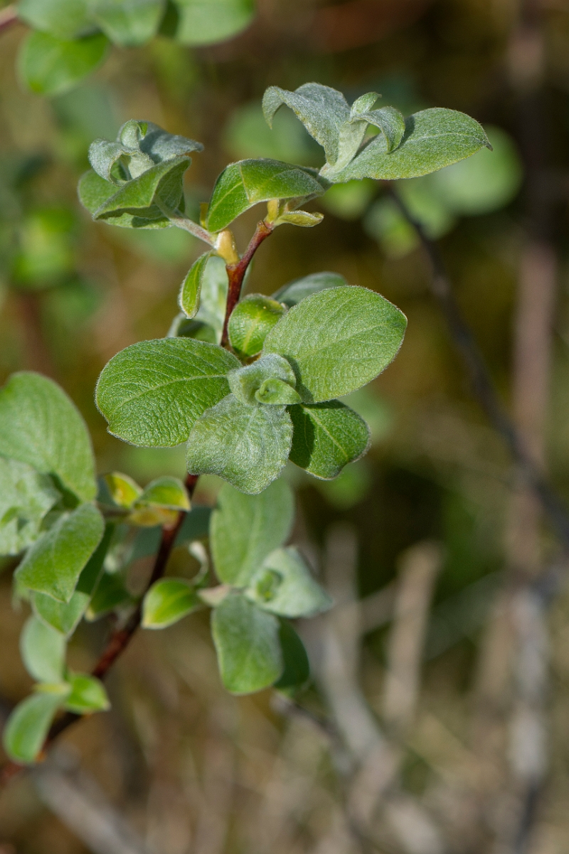 David Plant Photography - Wildlife Photography - Downy willow - F.JPG - Downy willow - Perthshire