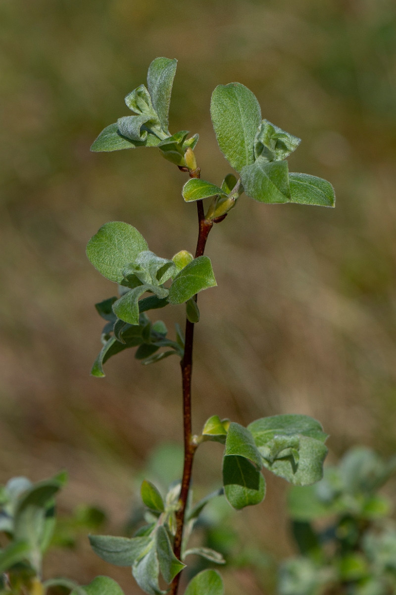 David Plant Photography - Wildlife Photography - Downy willow - G.JPG - Downy willow - Perthshire