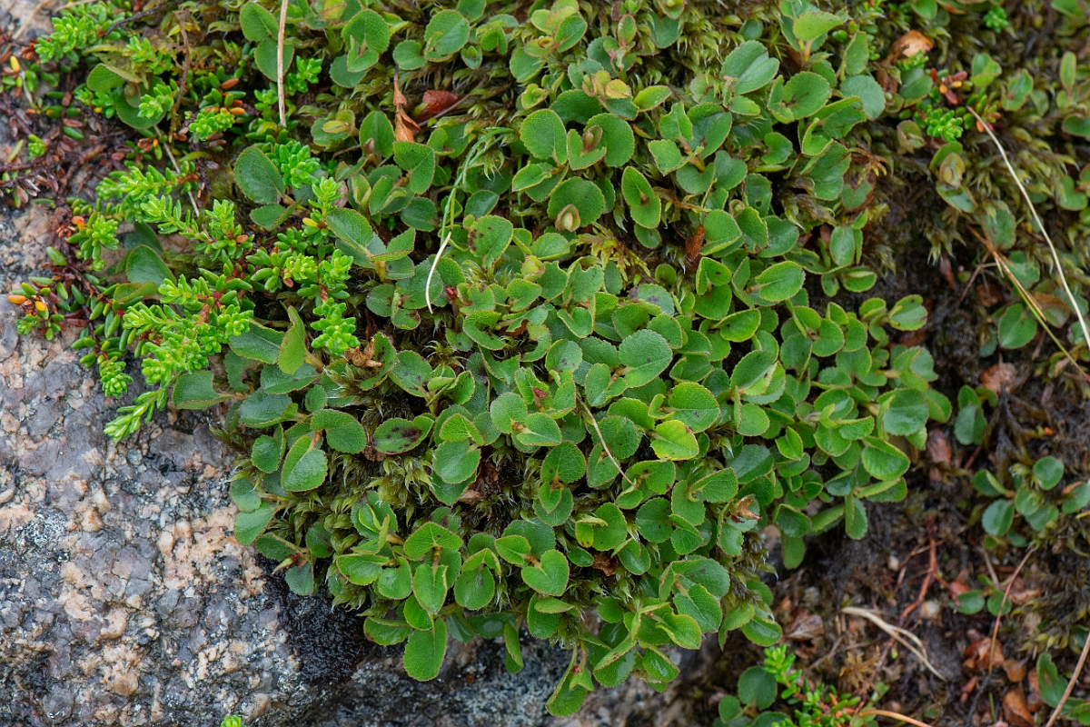 David Plant Photography - Wildlife Photography - Dwarf willow - H.JPG - Dwarf willow - Cairngorms