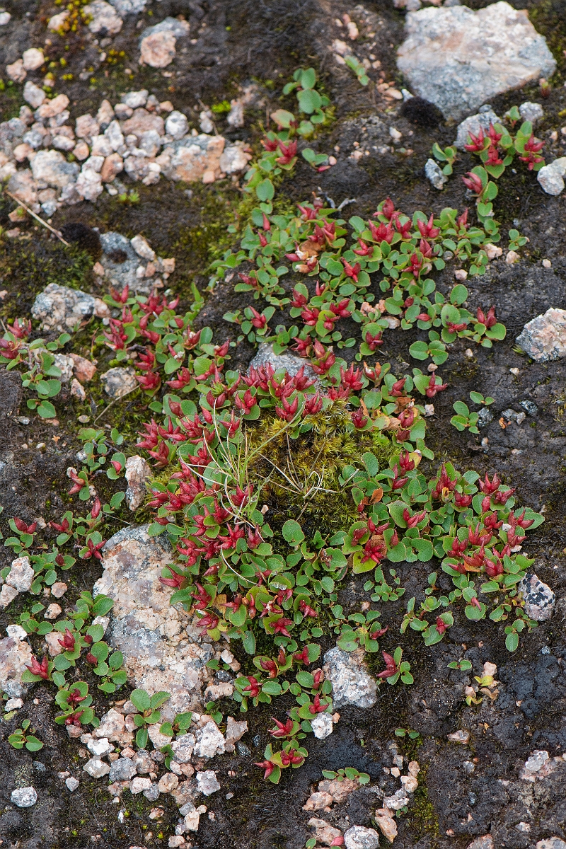 David Plant Photography - Wildlife Photography - Dwarf willow - K.JPG - Dwarf willow - Cairngorms