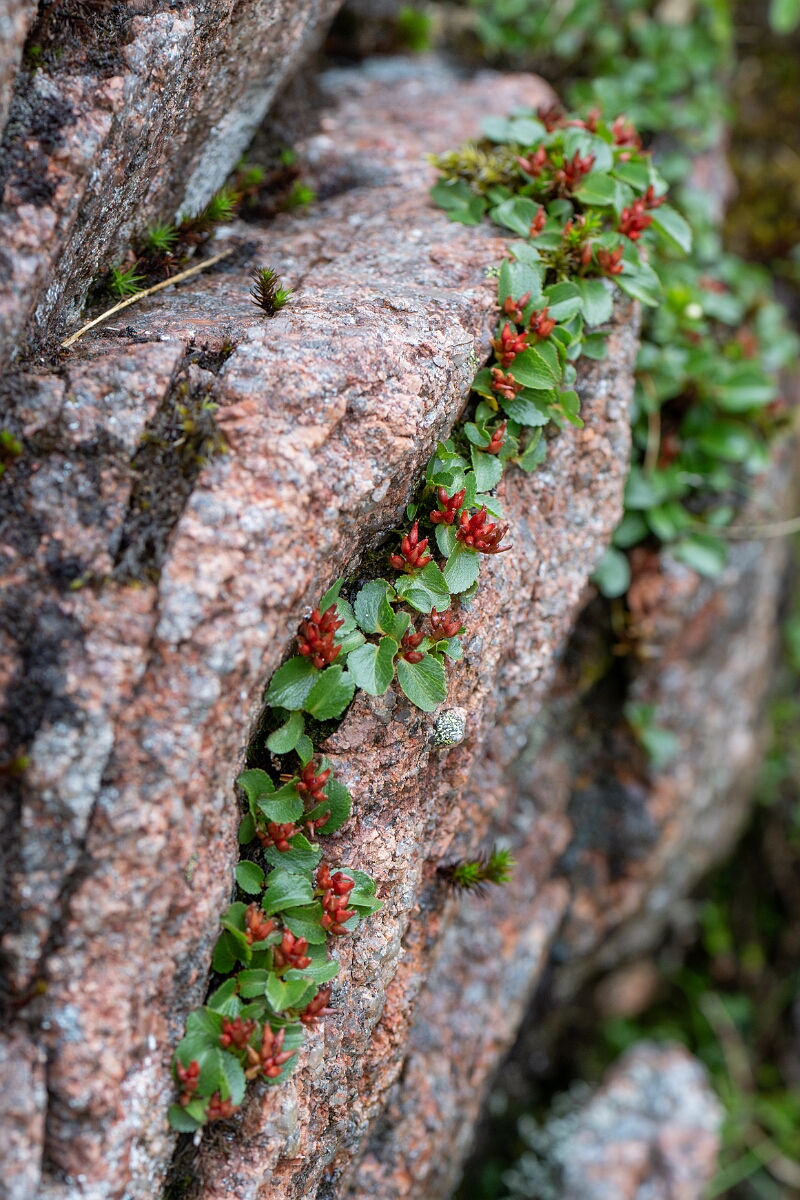 David Plant Photography - Wildlife Photography - Dwarf willow - O.jpg - Dwarf willow - Cairngorms