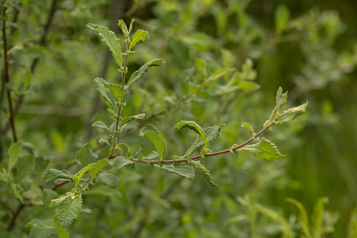 David Plant Photography - Wildlife Photography - Eared willow - C.jpg - Eared willow - Perthshire