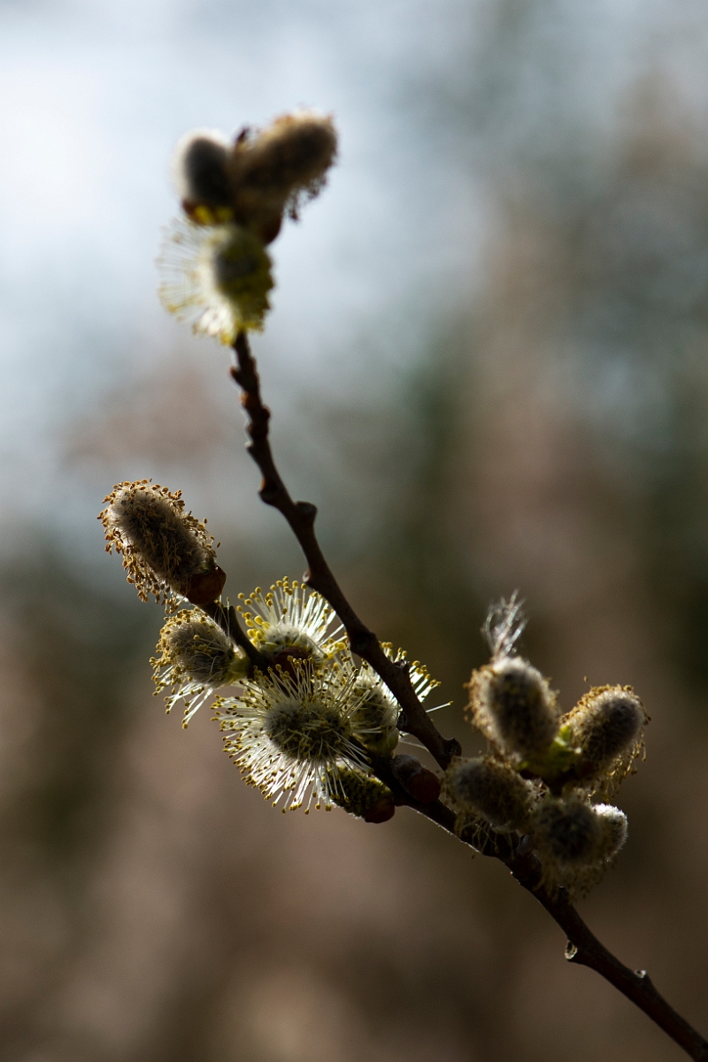 David Plant Photography - Wildlife Photography - Grey willow - B.JPG - Grey willow - Cambridgeshire