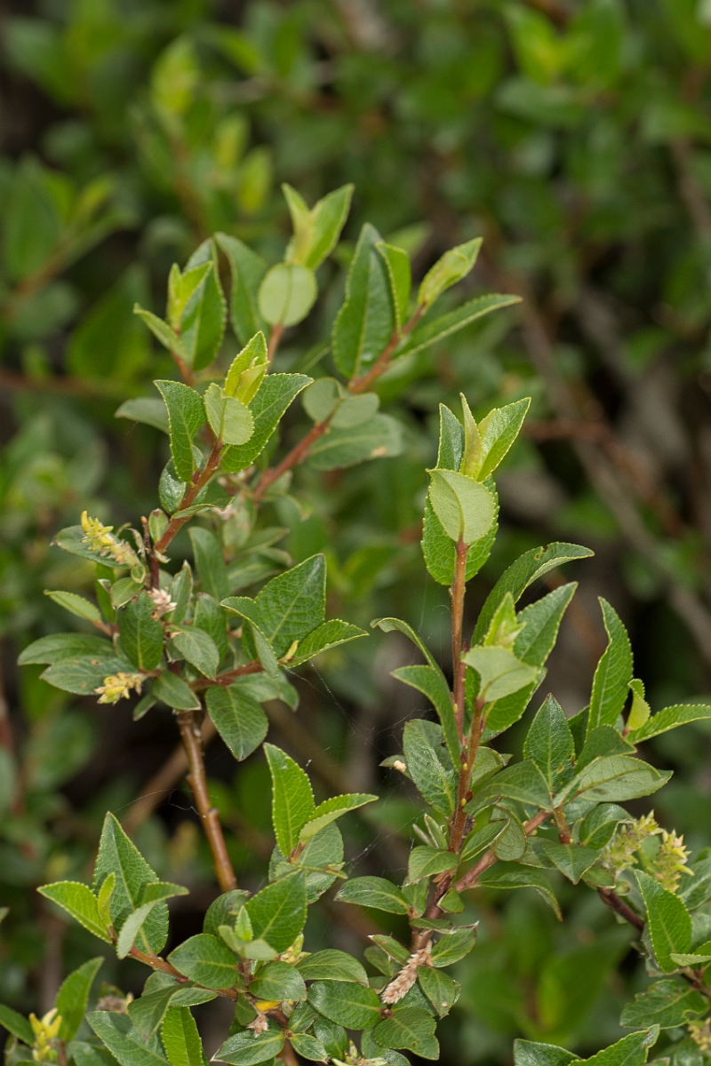 David Plant Photography - Wildlife Photography - Mountain willow - A.jpg - Mountain willow - Perthshire