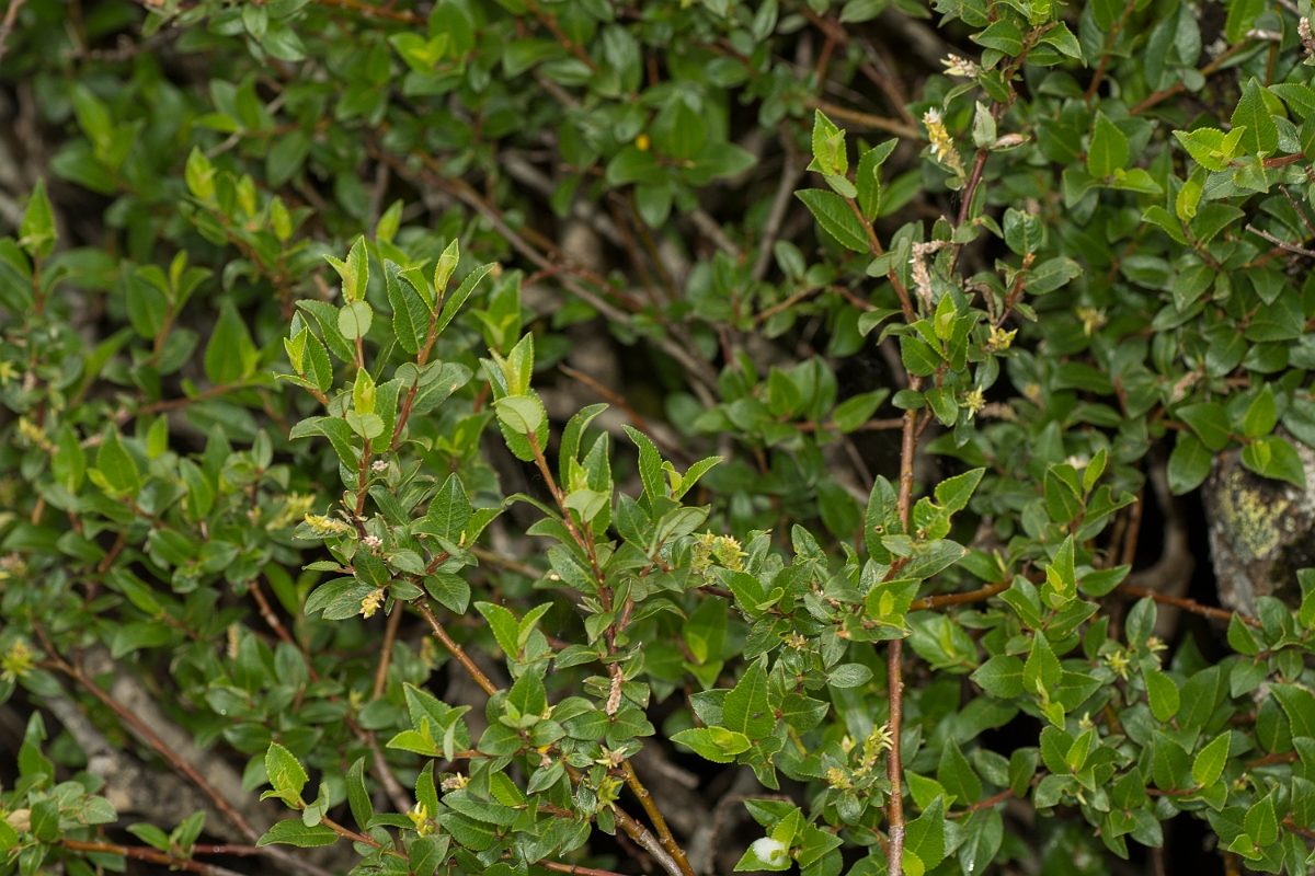 David Plant Photography - Wildlife Photography - Mountain willow - B.jpg - Mountain willow - Perthshire