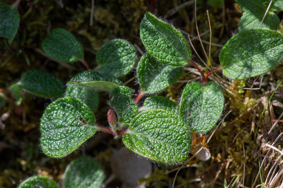 David Plant Photography - Wildlife Photography - Net-leaved willow - A.JPG - Net-leaved willow - Perthshire
