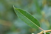 David Plant Photography - Wildlife Photography - Almond willow - A