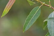 David Plant Photography - Wildlife Photography - Almond willow - B