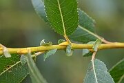 David Plant Photography - Wildlife Photography - Almond willow - C