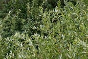 David Plant Photography - Wildlife Photography - Almond willow - E