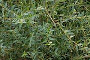 David Plant Photography - Wildlife Photography - Almond willow - F