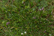 David Plant Photography - Wildlife Photography - Creeping willow - C