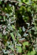 David Plant Photography - Wildlife Photography - Creeping willow - F