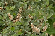 David Plant Photography - Wildlife Photography - Downy willow - B