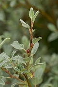 David Plant Photography - Wildlife Photography - Downy willow - C