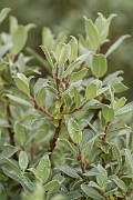 David Plant Photography - Wildlife Photography - Downy willow - D