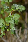 David Plant Photography - Wildlife Photography - Downy willow - F