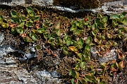 David Plant Photography - Wildlife Photography - Dwarf willow - B