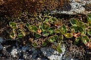David Plant Photography - Wildlife Photography - Dwarf willow - E