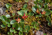 David Plant Photography - Wildlife Photography - Dwarf willow - F