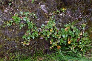 David Plant Photography - Wildlife Photography - Dwarf willow - M