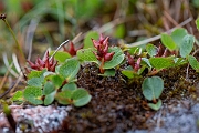 David Plant Photography - Wildlife Photography - Dwarf willow - P