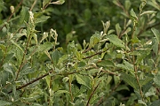 David Plant Photography - Wildlife Photography - Eared willow - D