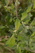 David Plant Photography - Wildlife Photography - Eared willow - E