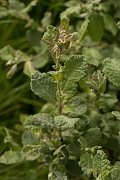 David Plant Photography - Wildlife Photography - Eared willow - F