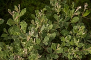 David Plant Photography - Wildlife Photography - Eared willow - G