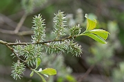 David Plant Photography - Wildlife Photography - Goat willow - A