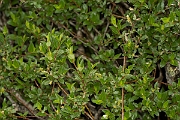David Plant Photography - Wildlife Photography - Mountain willow - B