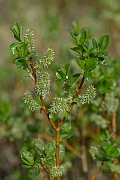 David Plant Photography - Wildlife Photography - Mountain willow - E