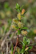 David Plant Photography - Wildlife Photography - Mountain willow - G