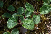 David Plant Photography - Wildlife Photography - Net-leaved willow - A