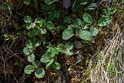 David Plant Photography - Wildlife Photography - Net-leaved willow - B